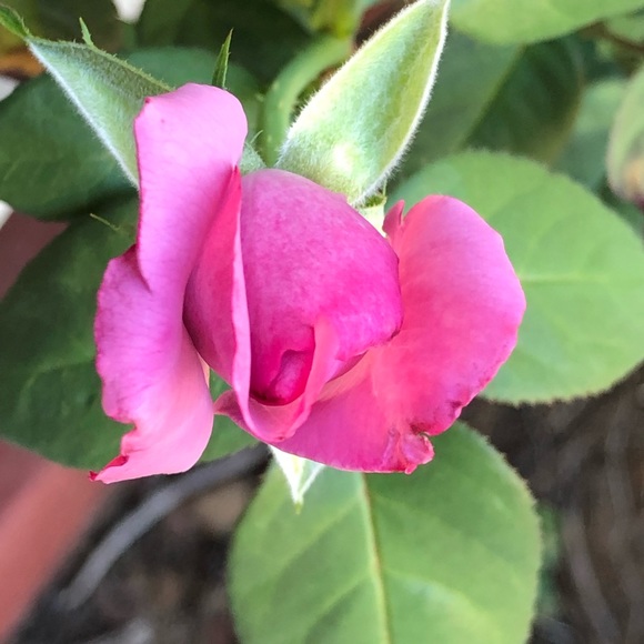 Meet your Posher, Jami - Picture 1 of 1